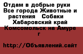 Отдам в добрые руки  - Все города Животные и растения » Собаки   . Хабаровский край,Комсомольск-на-Амуре г.